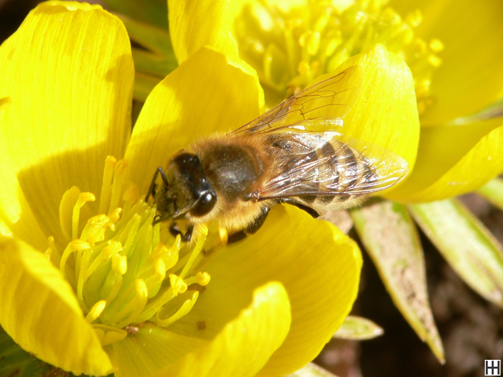 Anfang März Honigbiene in Winterlingblüte 2