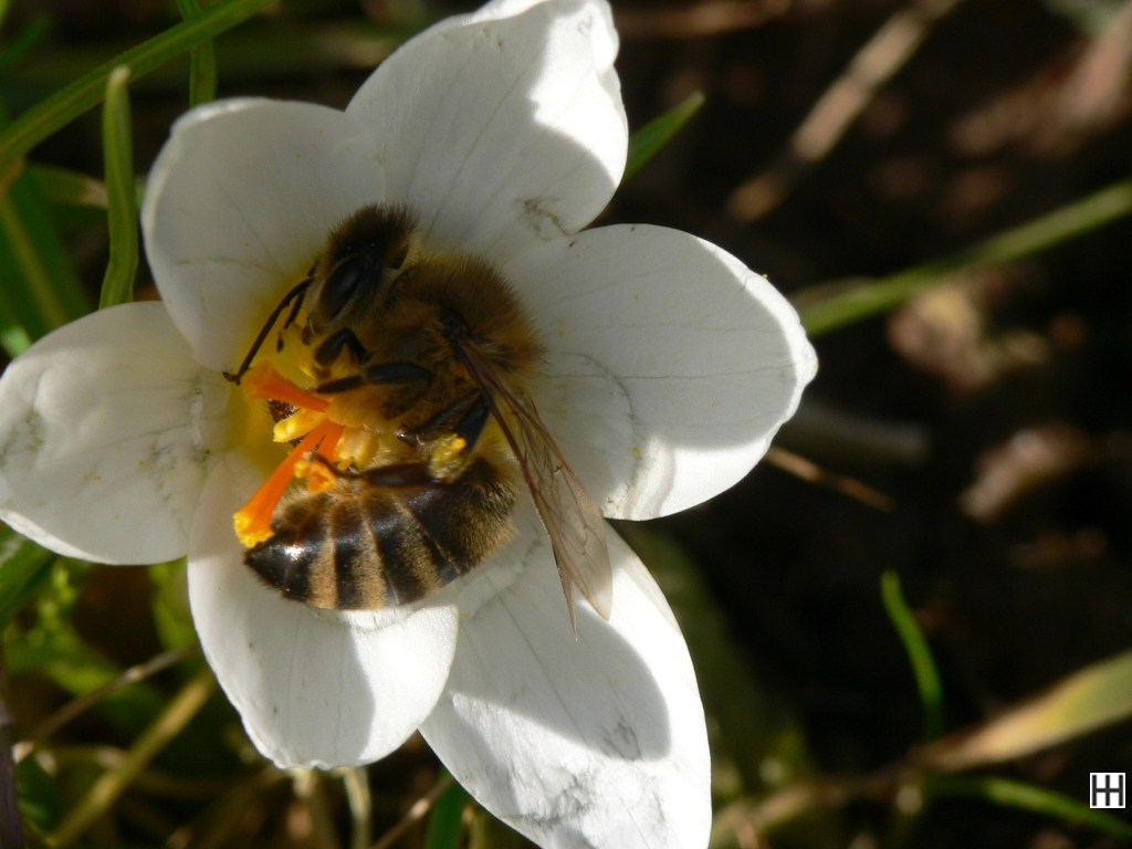 Anfang März Honigbiene in Krokussblüte 1