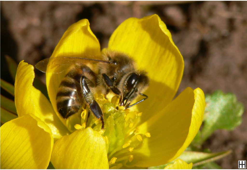 Anfang März Honigbiene in Winterlingblüte 4