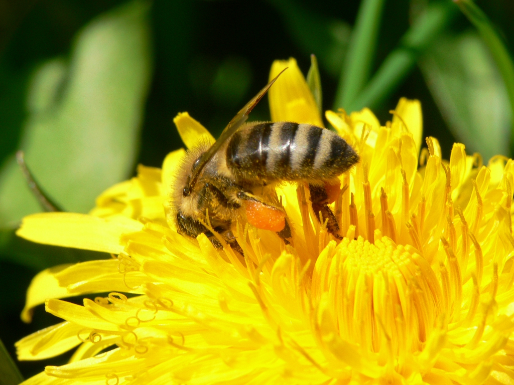 Mitte April Honigbiene in Löwenzahnblüte 4