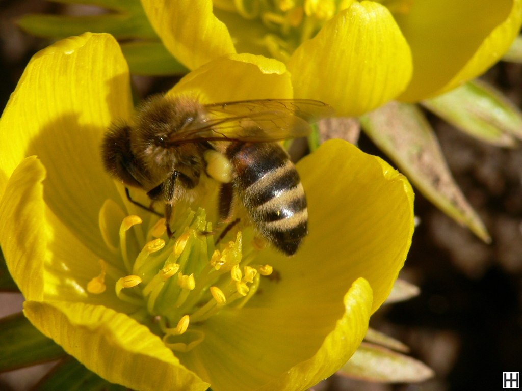 Anfang März Honigbiene in Winterlingblüte 3